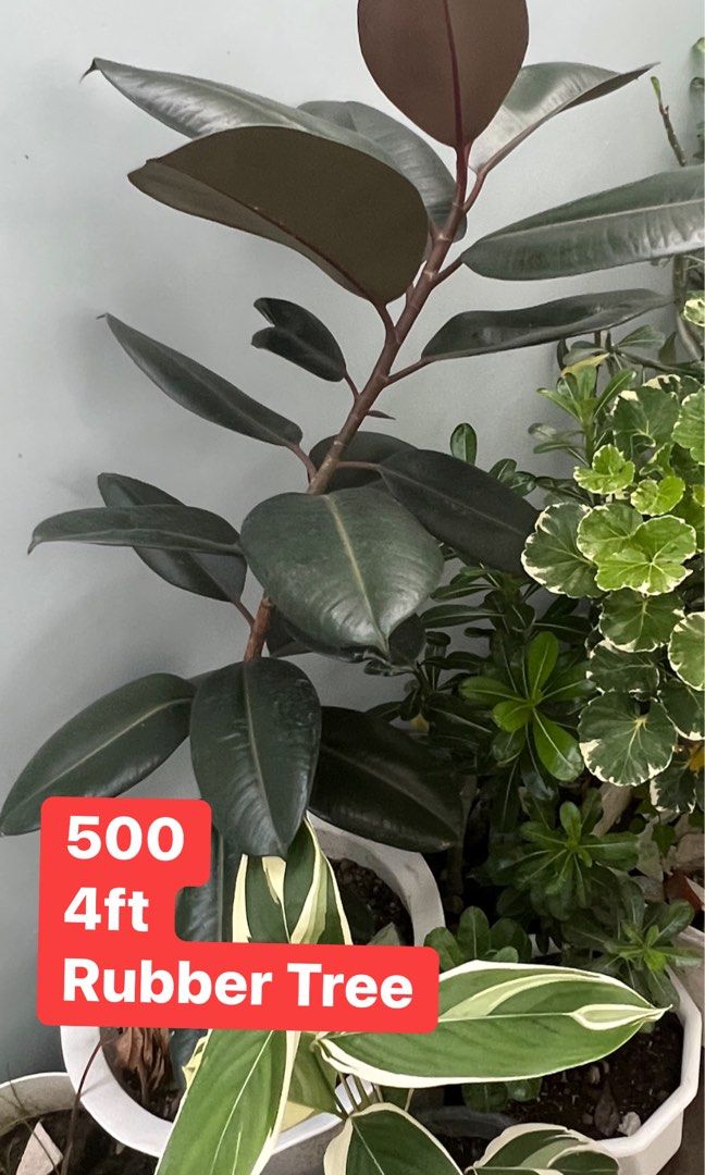 rubber tree plant, Furniture & Home Living, Gardening, Plants & Seeds