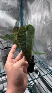 Anthurium Papillaminum (Pure)