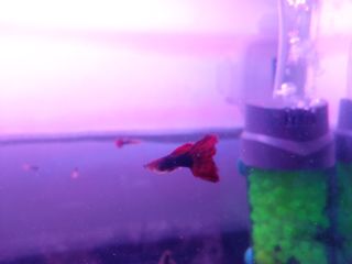 Affordable guppy fish For Sale