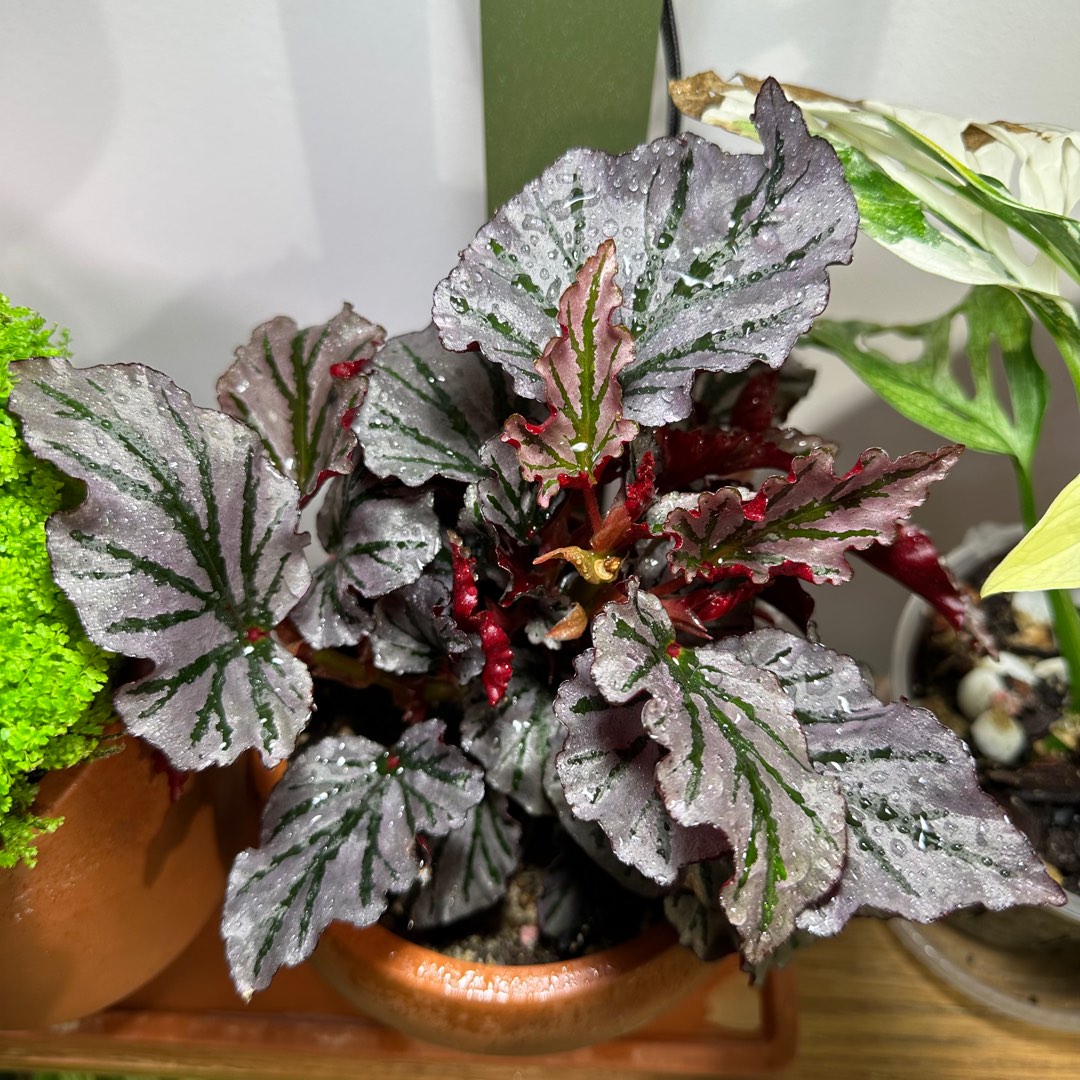 Begonia kismet, Furniture & Home Living, Gardening, Plants & Seeds on