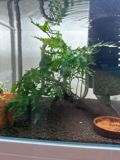 (Category: ) located in . Submitted by pierrelim36 (Listing ID 1241823292, Image 1). Description: .