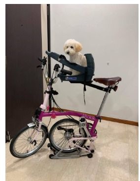 Buddyrider bicycle pet discount seat
