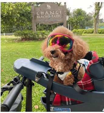 Buddyrider bicycle best sale pet seat