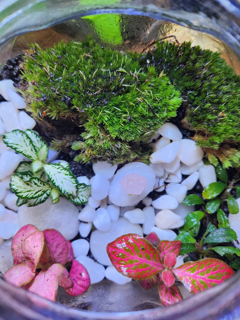 Customized Terrarium, Furniture & Home Living, Gardening, Plants ...