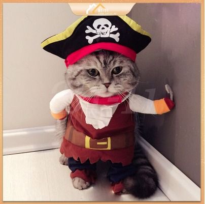 Kawaii cat outfit discount