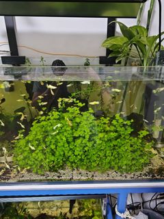 (Category: ) located in . Submitted by 6chia (Listing ID 1226284702, Image 1). Description: .