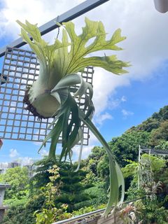 （分類：）位於 。 由 pteridology 提交（商品編號 1241918937，圖片 1）。簡介： 。