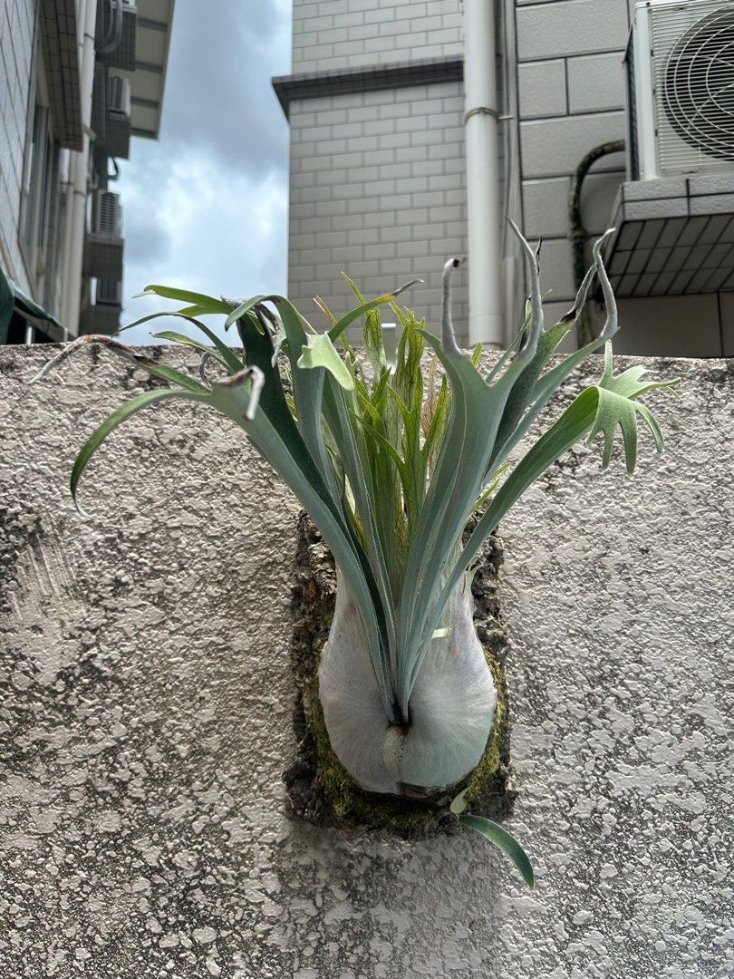 P.Veitchii 