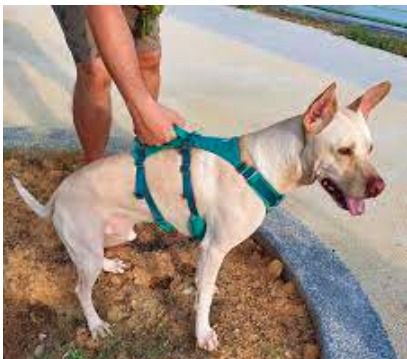 Ruffwear no pull harness 2025