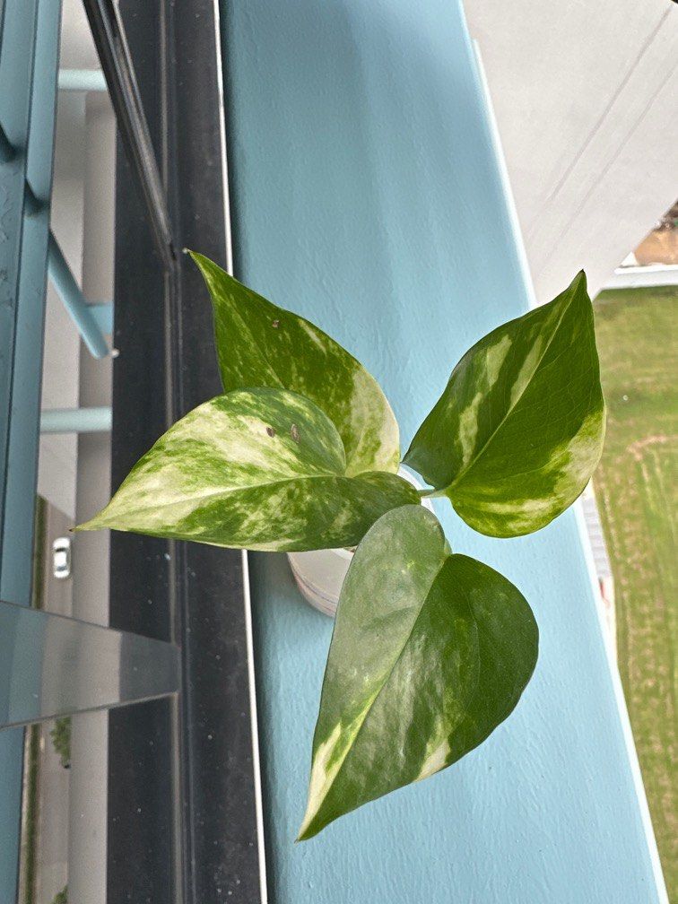 variegated pothos / money plant / devil's ivy, Furniture & Home Living,  Gardening, Plants & Seeds on Carousell