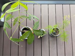（分類：）位於 。 由 hellolindaaa 提交（商品編號 1241958484，圖片 1）。簡介： 。