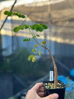 （分類：）位於 。 由 Nothing_special852 提交（商品編號 1242075565，圖片 1）。簡介： 。