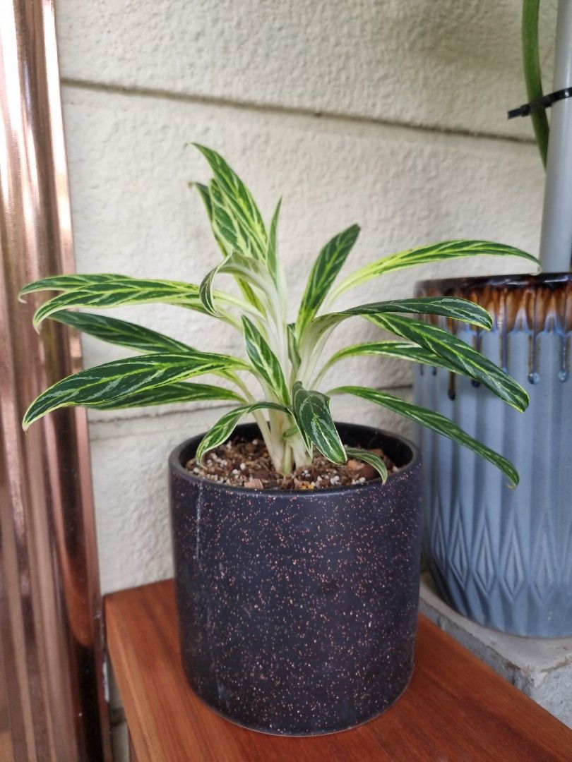 organic aloe vera plant Organic Aloe Vera Leaves