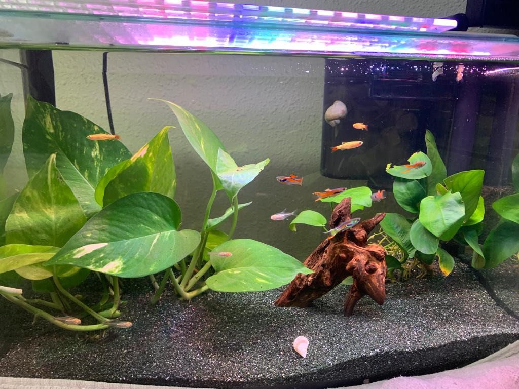 Aquarium Light white blue red and mixed Pet Supplies Homes
