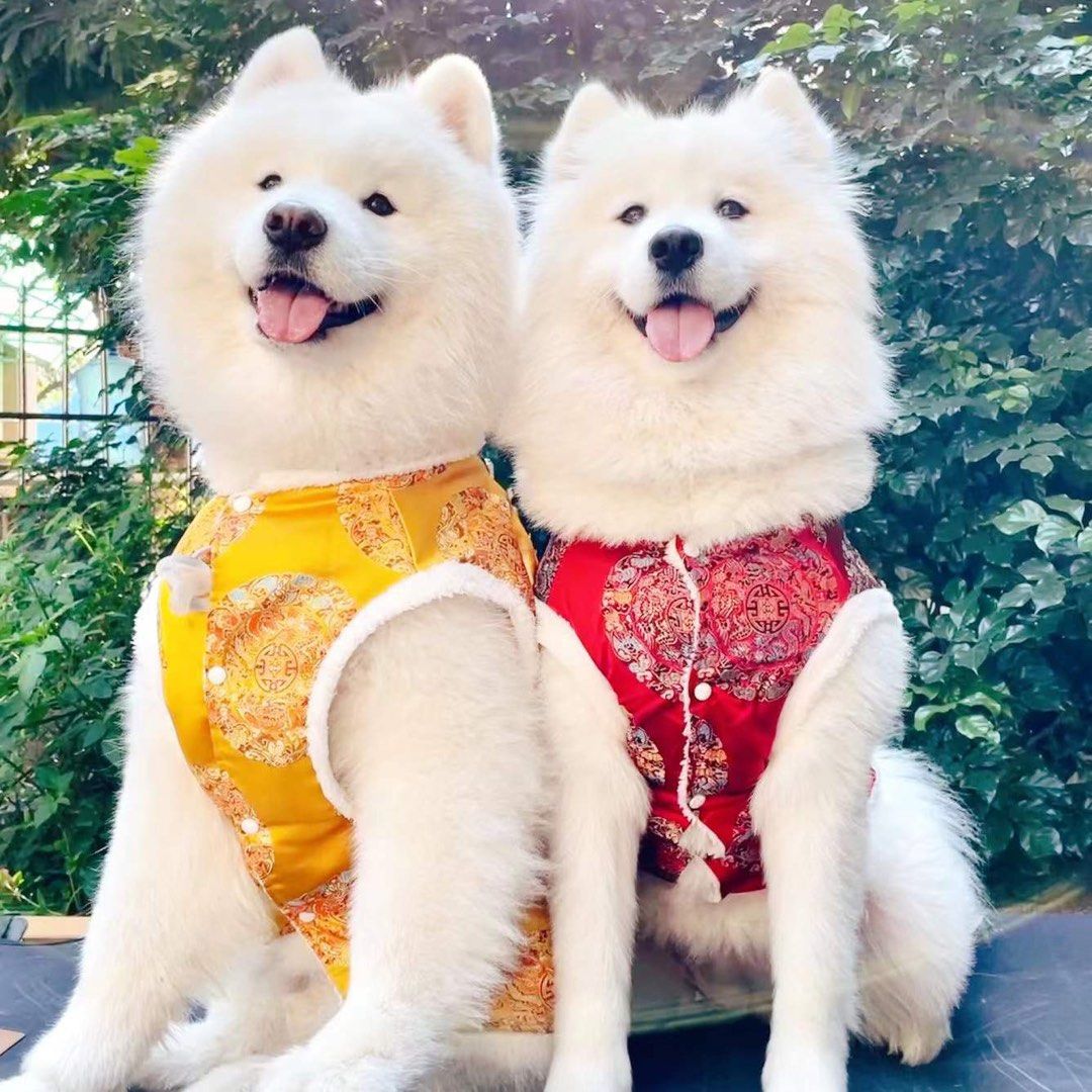Dogs Cheongsam Costume Pet Supplies Homes Other Pet Accessories on Carousell