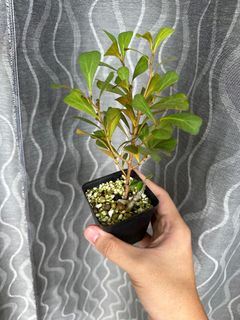 (Category: ) located in . Submitted by orchids_galore (Listing ID 1242021343, Image 1). Description: .