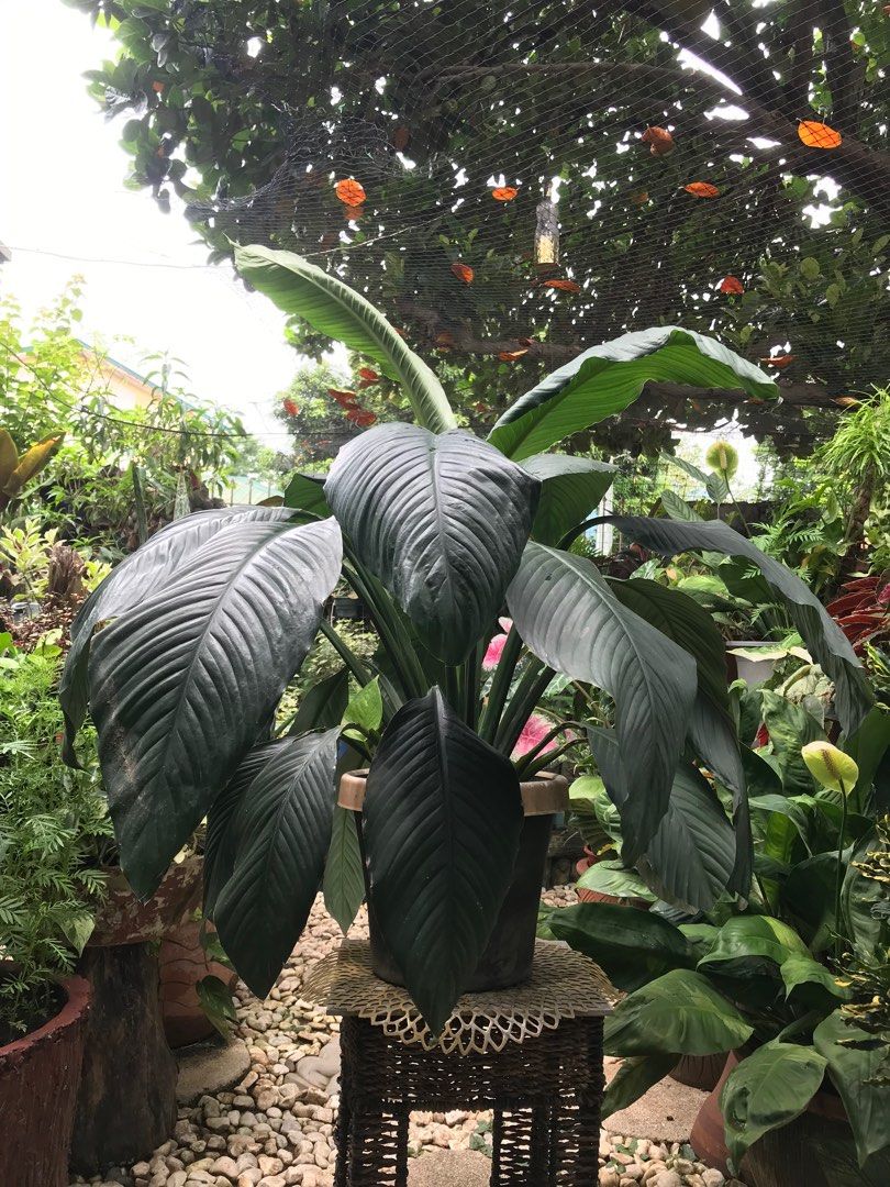 Giant Sensation Peace Lily on Carousell