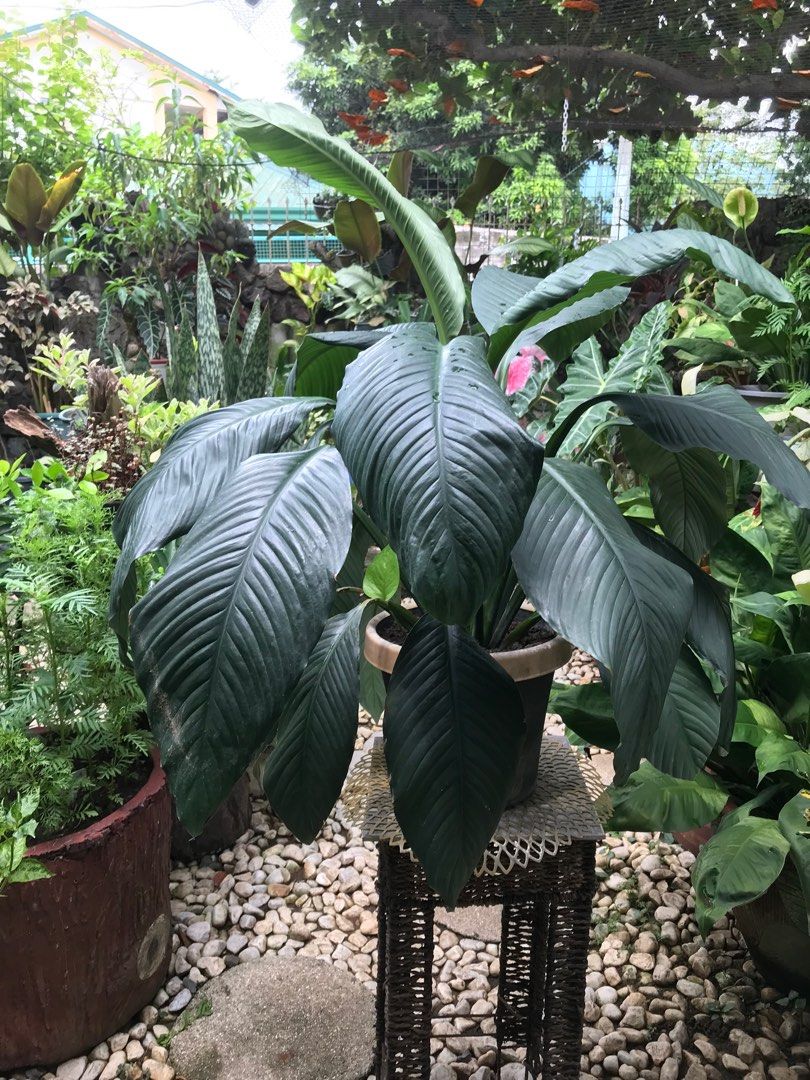 Giant Sensation Peace Lily on Carousell