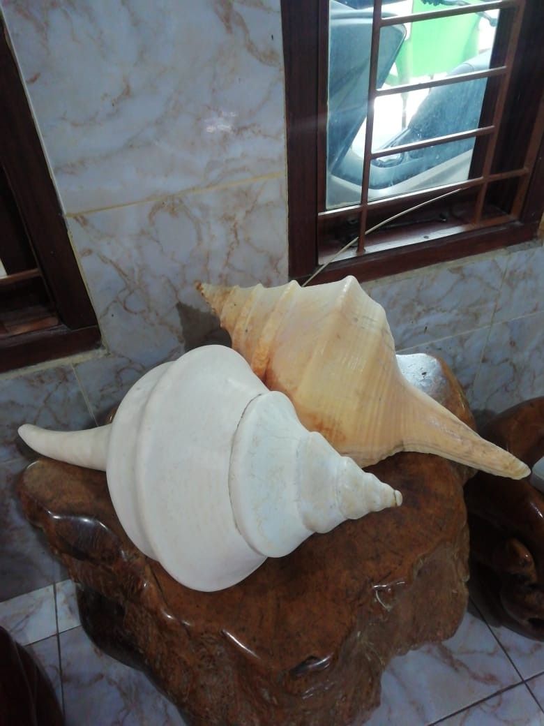 Keong emas ukuran cukup besar on Carousell