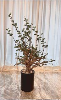 （分類：）位於 。 由 rayc1 提交（商品編號 1241967221，圖片 1）。簡介： 。