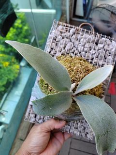 （分類：）位於 。 由 howingreen 提交（商品編號 1242097821，圖片 1）。簡介： 。