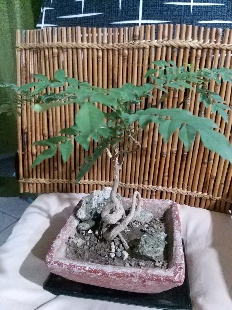 Rare Curry tree Bonsai (Category: Plants & Seeds) located in Cavite. Submitted by Mavee (Listing ID 1242067743, Image 1). Description: Real Curry tree Bonsai, hard to find' You can also use the leaves for cooking your favorite Curry dish' & as a beautiful centerpiece for your coffee table🤍.
