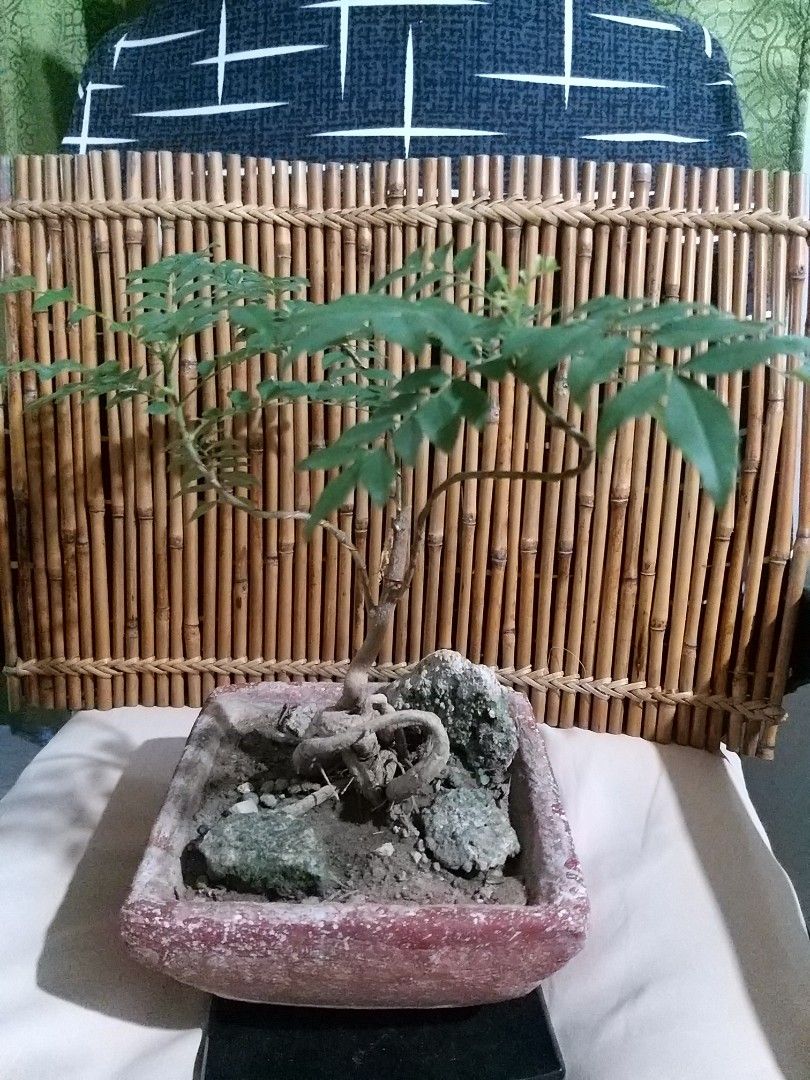 Rare Curry tree Bonsai (Category: Plants & Seeds) located in Cavite. Submitted by Mavee (Listing ID 1242067743, Image 2). Description: Real Curry tree Bonsai, hard to find' You can also use the leaves for cooking your favorite Curry dish' & as a beautiful centerpiece for your coffee table🤍.