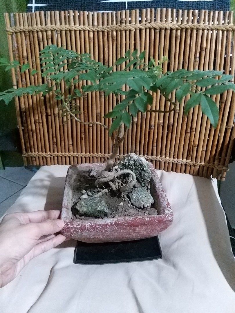 Rare Curry tree Bonsai (Category: Plants & Seeds) located in Cavite. Submitted by Mavee (Listing ID 1242067743, Image 3). Description: Real Curry tree Bonsai, hard to find' You can also use the leaves for cooking your favorite Curry dish' & as a beautiful centerpiece for your coffee table🤍.