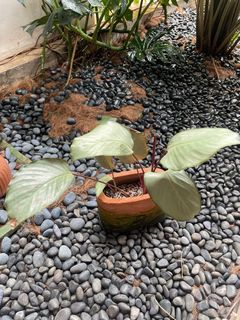 Tanaman Calathea Silver Plant include Terracotta Pot