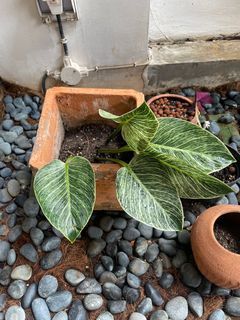 Tanaman Philo Birkin Plant include Pot Terakota