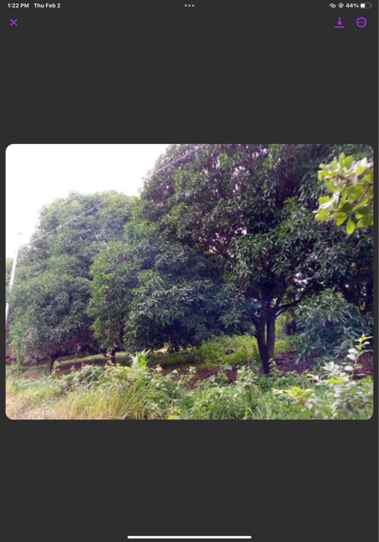 1.6 Hectare mango farm in Pulo Cahil,Calaca Batangas, Property, For Sale, Lot on Carousell