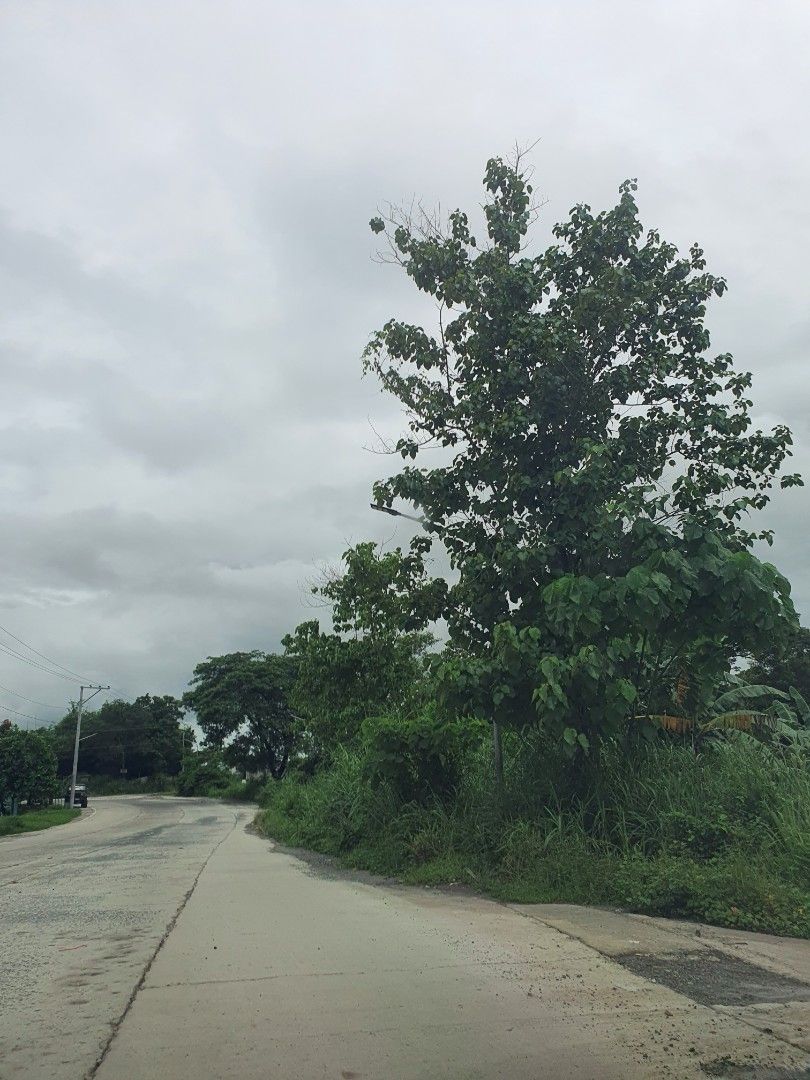 2 hectare land for sale in Capas Tarlac near New Clark city on Carousell