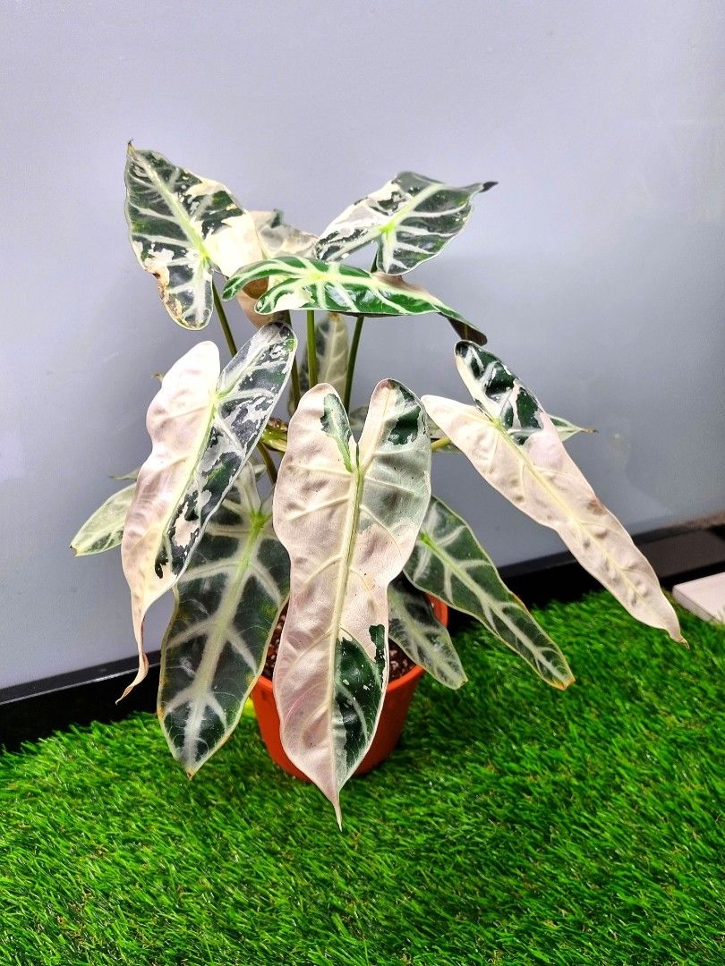 Alocasia Bambino Pink Variegated (Pot A. Large, Matured)