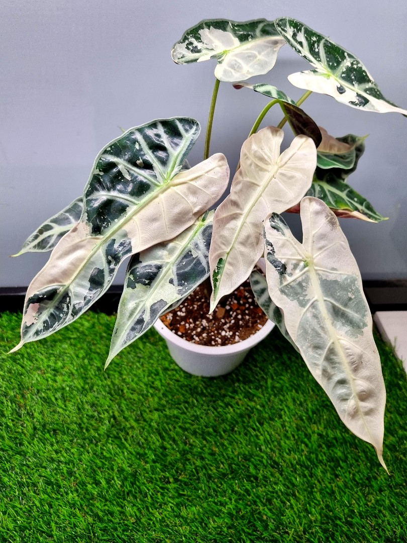 Alocasia Bambino Pink Variegated (Pot C. Large, Matured