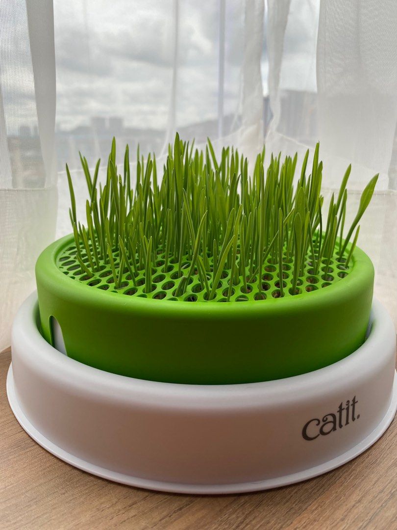 Catit grass store