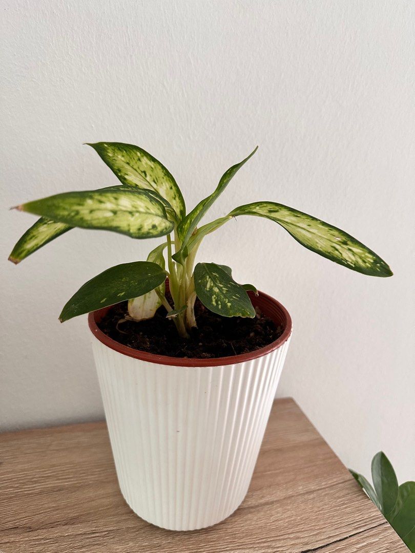 Plants for Indoor/Outdoor, Furniture & Home Living, Gardening, Plants