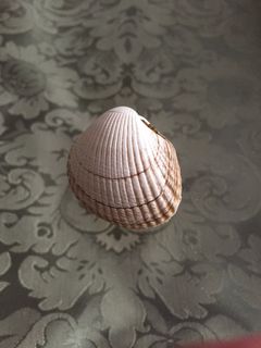 (Category: ) located in . Submitted by sea_jewels (Listing ID 1246469454, Image 1). Description: .