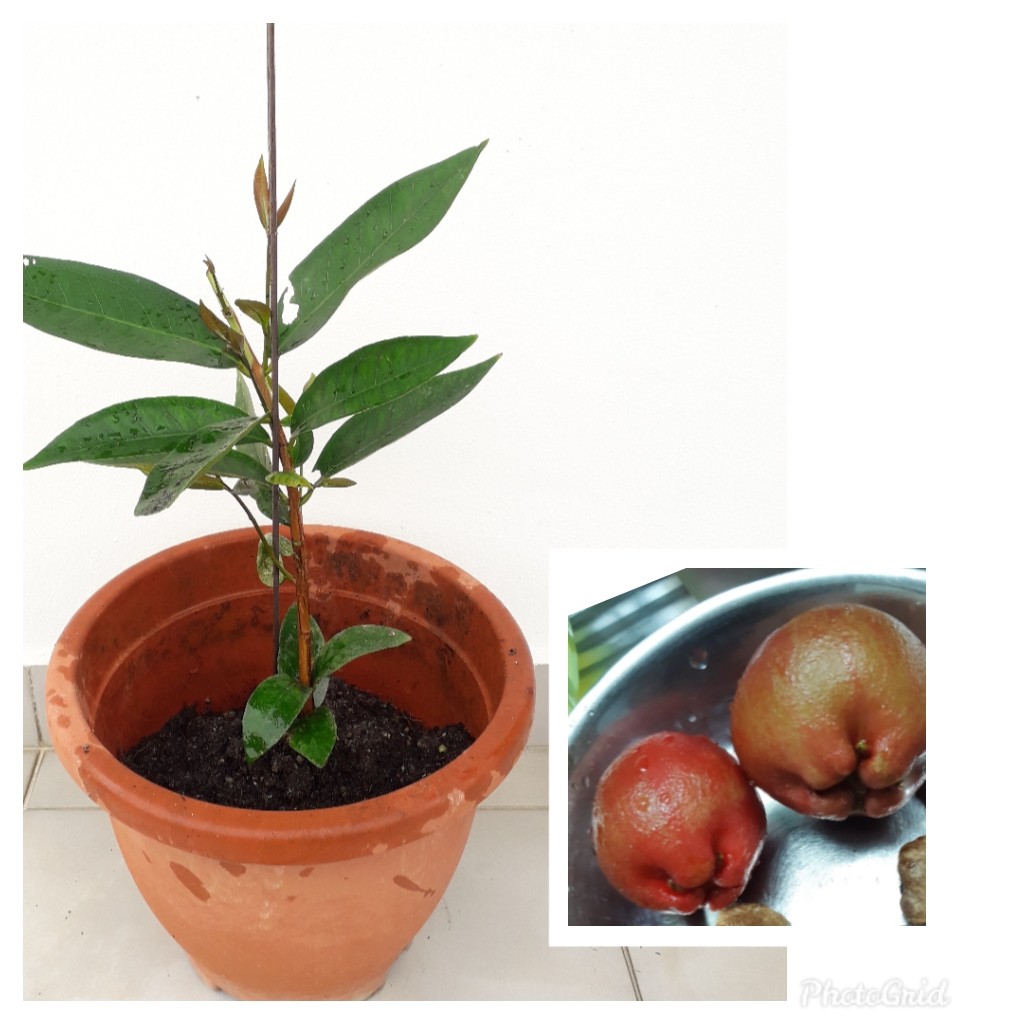 Rose Apple Jambu Fruit Plant, Furniture & Home Living, Gardening ...