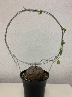 （分類：）位於 。 由 bcllam 提交（商品編號 1248122521，圖片 1）。簡介： 。