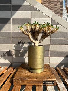 （分類：）位於 。 由 popinafro 提交（商品編號 1248127566，圖片 1）。簡介： 。