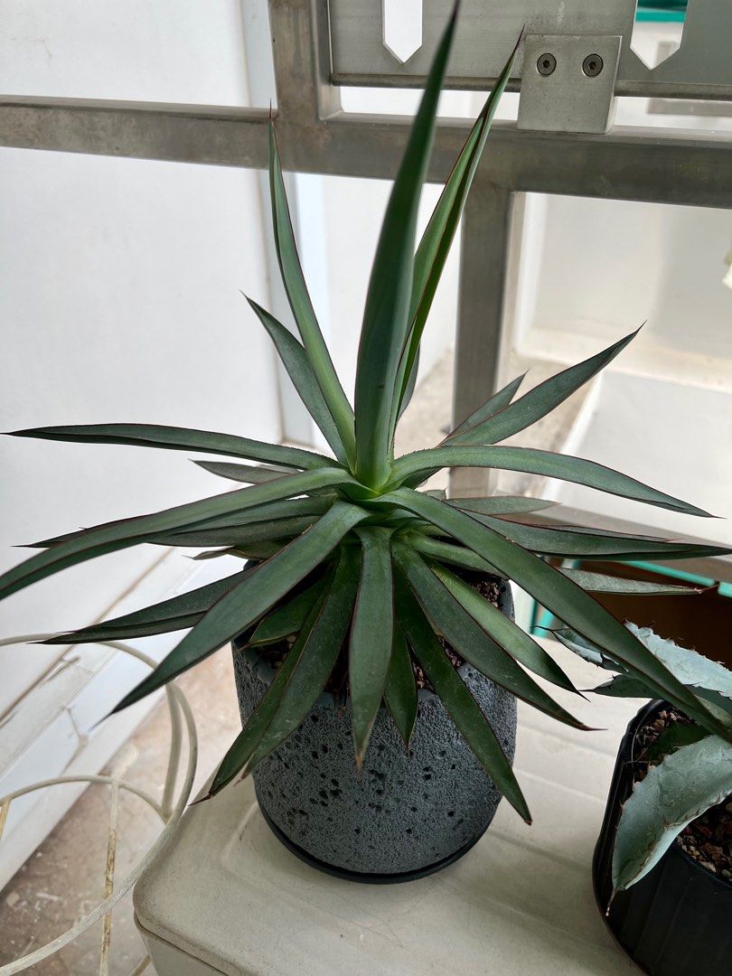 Agave Burnt Burgundy, Furniture & Home Living, Gardening, Plants & Seeds on  Carousell