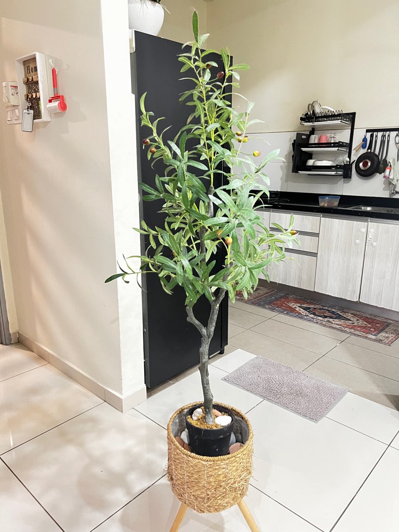 olive tree, Furniture & Home Living, Home Decor, Artificial Plants