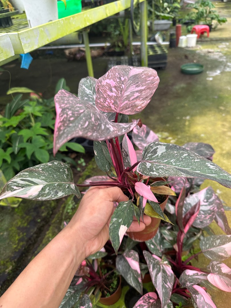 Philodendron Pink Princess Galaxy variegation, Furniture & Home Living
