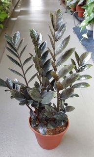 (Category: ) located in . Submitted by sahabigarden (Listing ID 1248210830, Image 1). Description: .