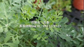 芸香.心臟草.臭草.台南.香草植物