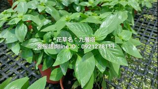 九層塔.台南.香草植物.