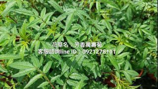 芳香萬壽菊.台南.香草植物