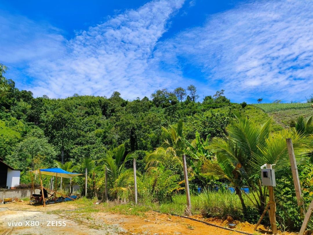 Agriculture Land Janda Baik 1 Acre, Property, For Sale on Carousell