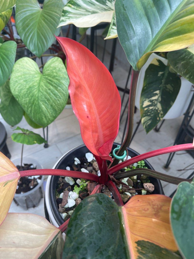 Philodendron red Congo variegated, Furniture & Home Living, Gardening ...