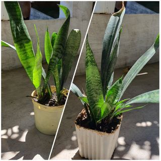 Snake Plants